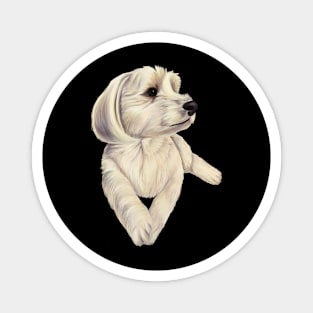 Havamalt - Maltese Havanese white dog Magnet